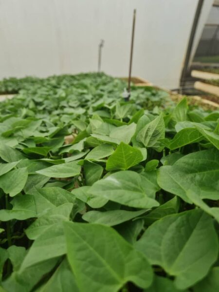 Fine bean available in Harare