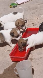 Jack Russell puppies