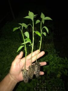 Quality and Affordable Agricultural Inputs